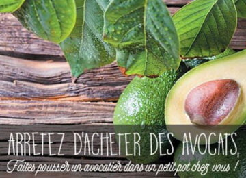 avocat01