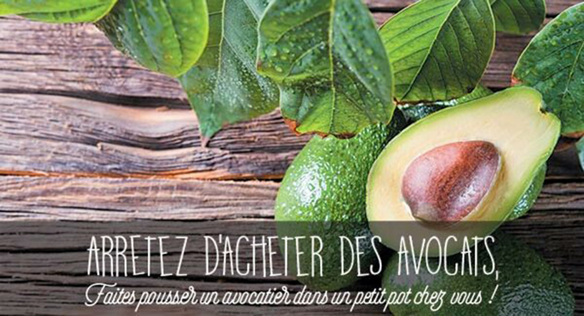 avocat01