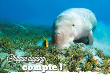 dugongCompte01