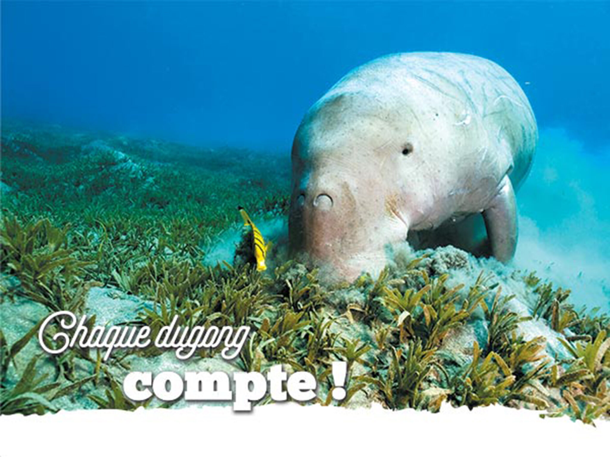 dugongCompte01