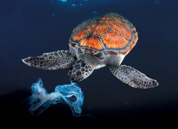 tortue-plastique01