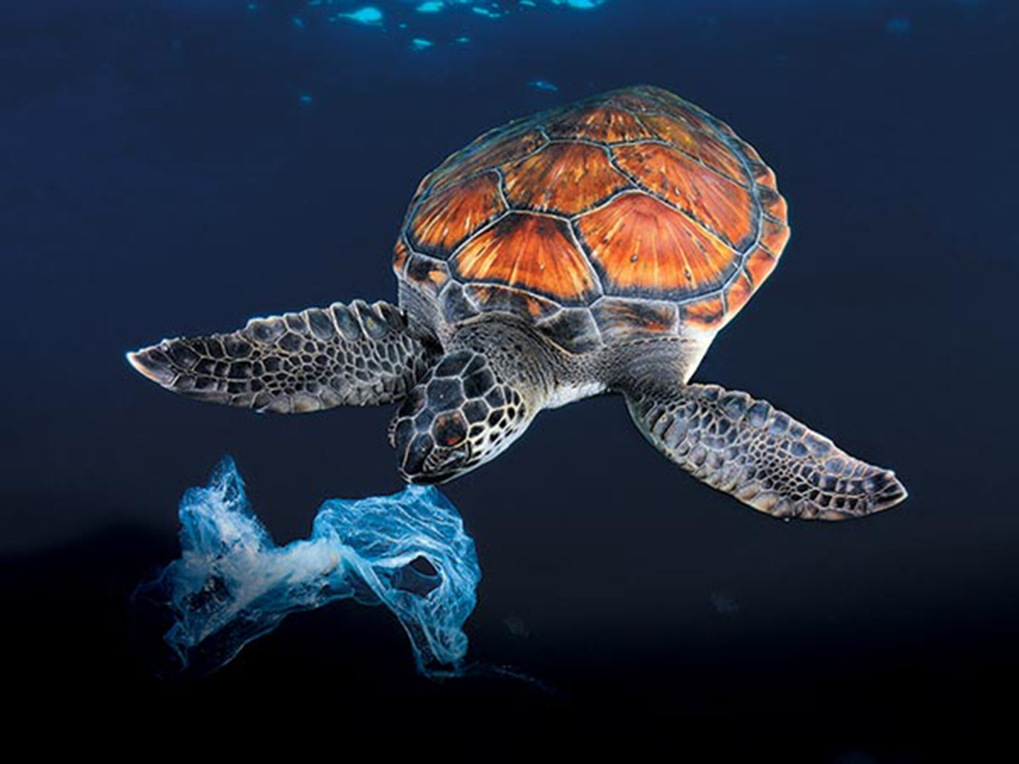 tortue-plastique01