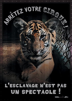 cirque-sans-animaux-281x397