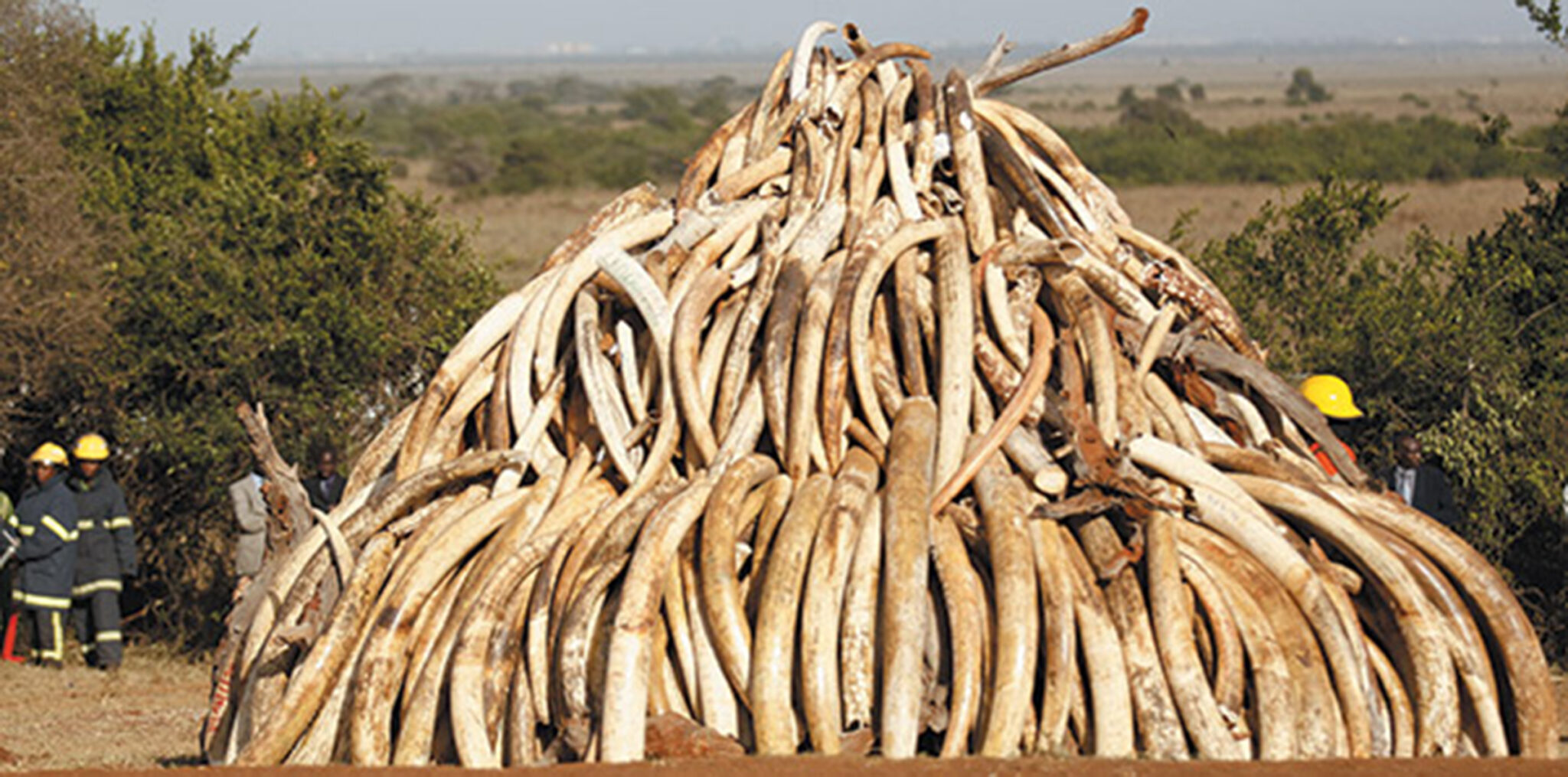 Maison_Animaux_24_01