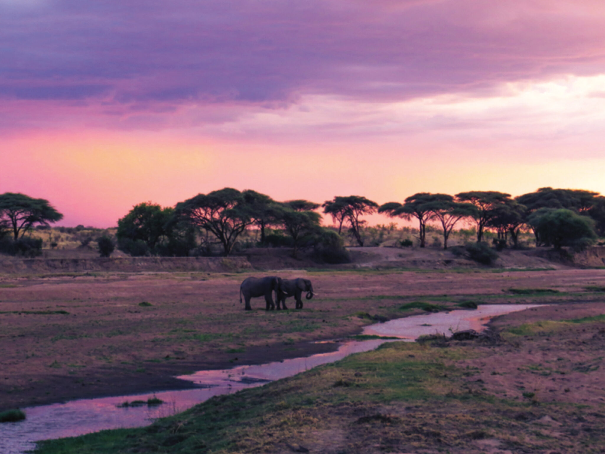 Eco Safari en Tanzanie et écotourisme à Zanzibar